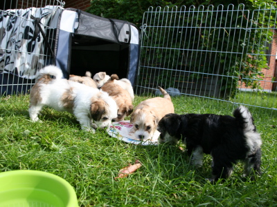Bichon Havanais hvalpe hos Kennel Miki Nanoq